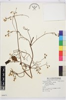 藏品(小蓑衣藤)的圖片