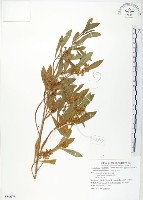 藏品(車桑子)的圖片