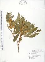 藏品(車桑子)的圖片