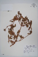 藏品(假杜鵑)的圖片