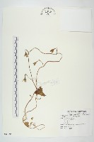 藏品(裂葉牽牛)的圖片