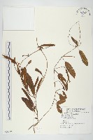 藏品(山土瓜)的圖片