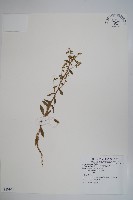 藏品(西南風鈴草)的圖片