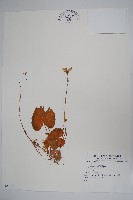 藏品()的圖片