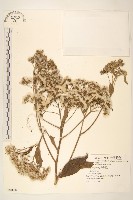 藏品(斑鳩菊)的圖片