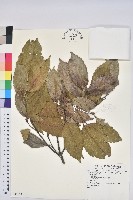 藏品(青剛櫟、鐵椆)的圖片