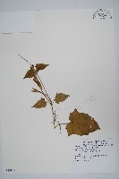 藏品(碗花草、老鴉嘴)的圖片