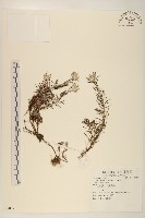 藏品(鑽葉火絨草)的圖片