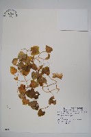 藏品(大花金錢豹)的圖片