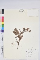 藏品(老鴉炮)的圖片