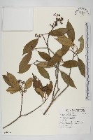 藏品(短圓葉棶木)的圖片