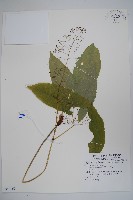 藏品(光葉淫羊藿)的圖片