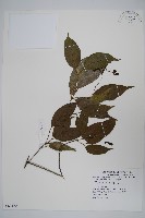 藏品(貴州槭)的圖片