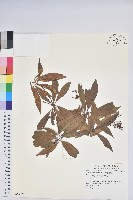 藏品(美麗馬醉木)的圖片