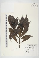 藏品(倒心葉珊瑚)的圖片