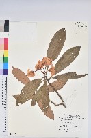 藏品(大鐘杜鵑)的圖片