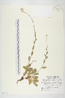 藏品(玉山筷子芥)的圖片