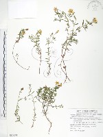 藏品(玉山金絲桃)的圖片