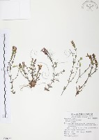 藏品(玉山龍膽)的圖片