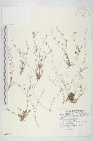 藏品(玉山筷子芥)的圖片