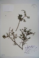 藏品(川上氏忍冬)的圖片