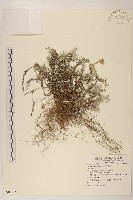 藏品(玉山薄雪草)的圖片