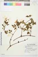 藏品(繡球藤)的圖片