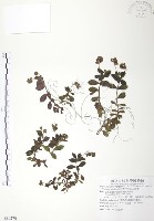 藏品(玉山水苦賈)的圖片