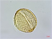 藏品(小雙花金絲桃)的圖片