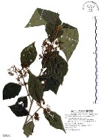 藏品(杜虹花，台灣紫珠)的圖片