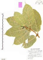 藏品(對葉榕)的圖片