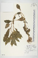 藏品(昭和草)的圖片