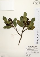 藏品(厚葉石斑木)的圖片