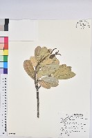 藏品(蘭嶼土沉香)的圖片