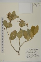 藏品(交趾衛矛)的圖片