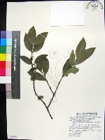 藏品(革葉羊角扭、細脈榖木)的圖片