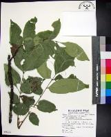 藏品(蘭嶼椌木)的圖片