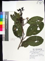 藏品(紅頭李欖)的圖片