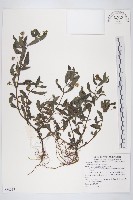 藏品(鱧腸)的圖片