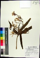 藏品(番仔林投)的圖片