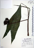 藏品(船子草、船仔草)的圖片