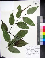 藏品(蘭嶼風藤)的圖片