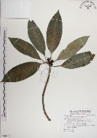 藏品(蘭嶼九節木)的圖片