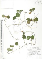 藏品(苞花蔓)的圖片