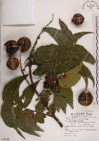 藏品(番龍眼)的圖片