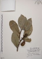 藏品(大葉山欖、臺灣膠木)的圖片
