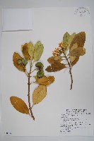 藏品(蘭嶼馬蹄花)的圖片