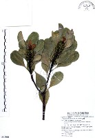 藏品(山欖、樹青)的圖片