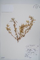 藏品(蓮子草)的圖片