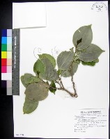 藏品(菲律賓朴樹)的圖片